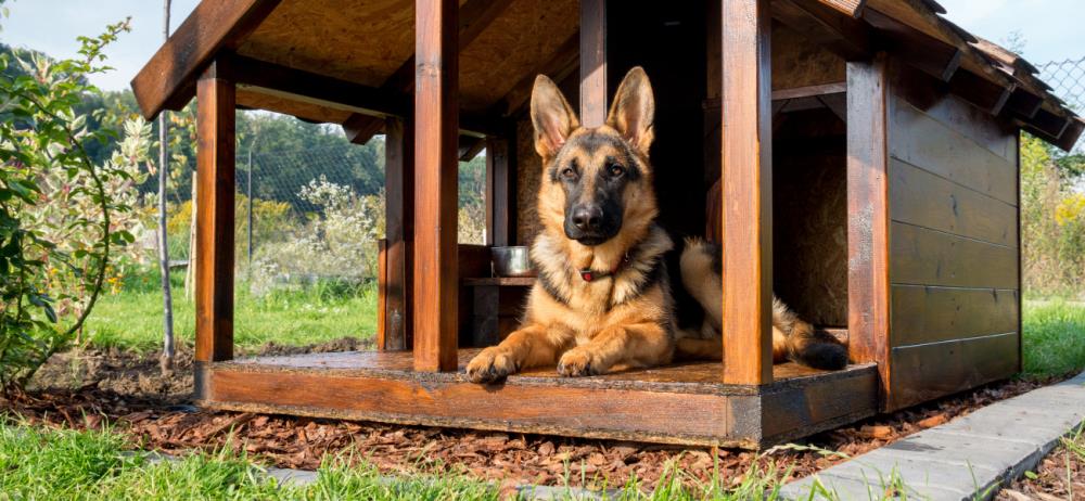 Cucce per cani: come scegliere le dimensioni più adatte