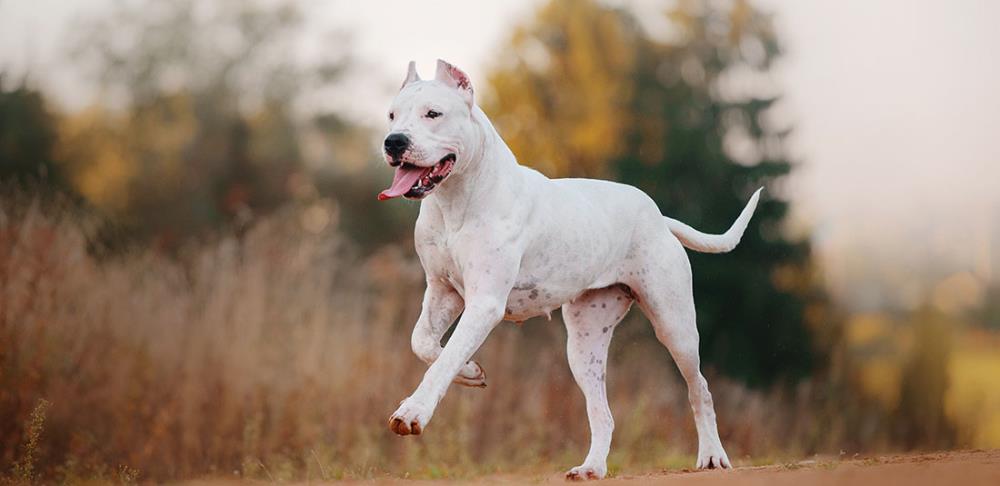 Dogo argentino: carattere, addestramento e alimentazione