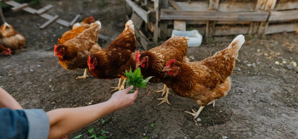 Erbe aromatiche nel pollaio: quali piantare