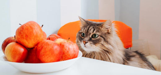 Frutta al gatto: quale può mangiare e quale fa male