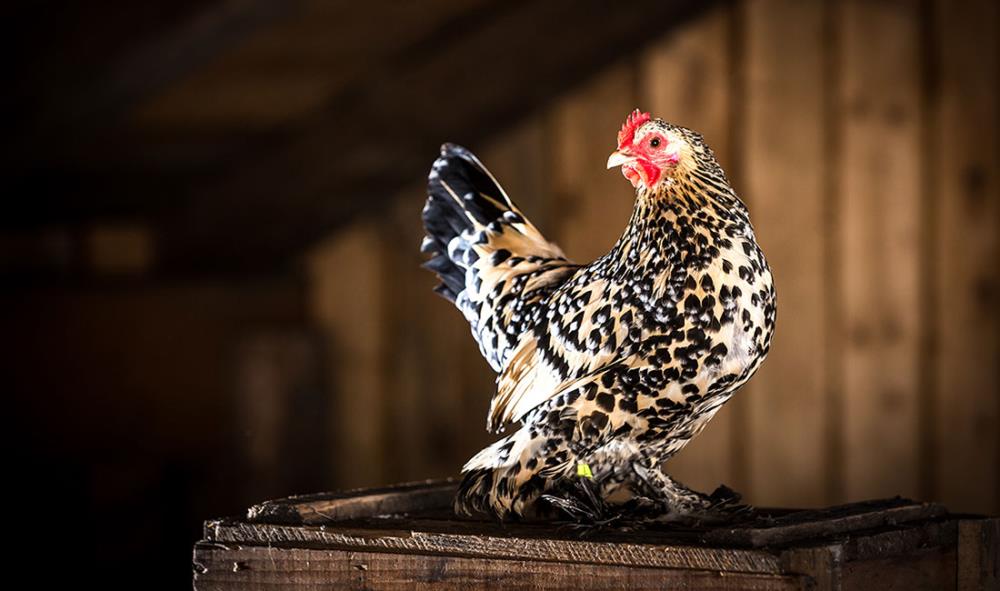 Gallina Amburgo nana: la piccola ovaiola snella ed elegante!