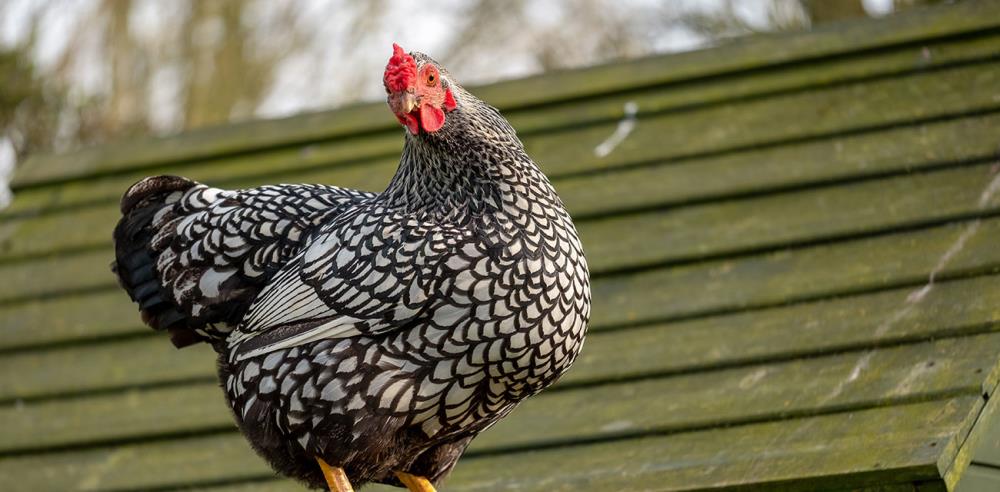 Caratteristiche e curiosità sulla gallina Ancona