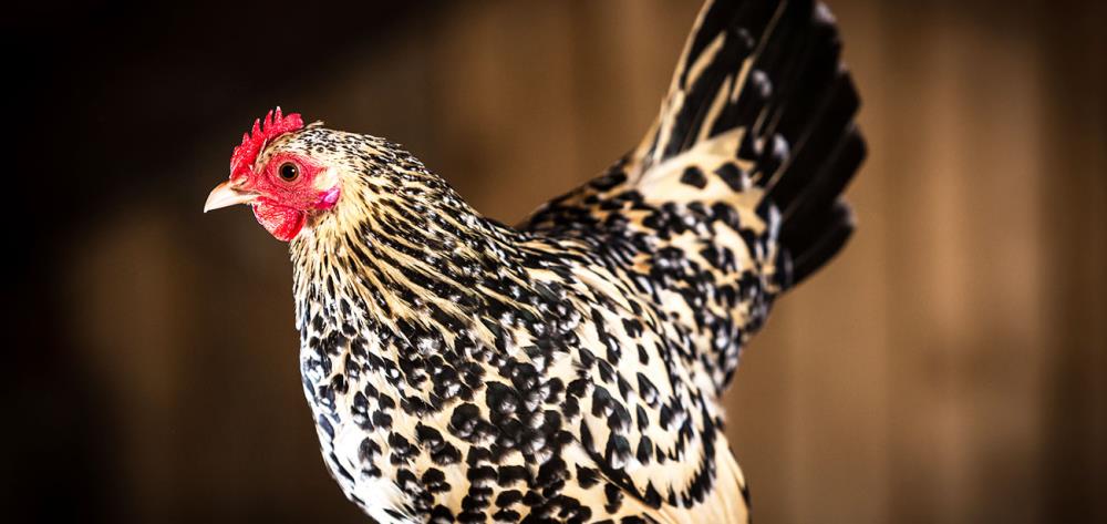 Gallina Ancona Nana: caratteristiche e consigli per l’allevamento