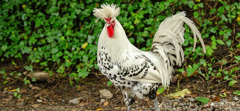 Gallina Appenzeller: caratteristiche e allevamento