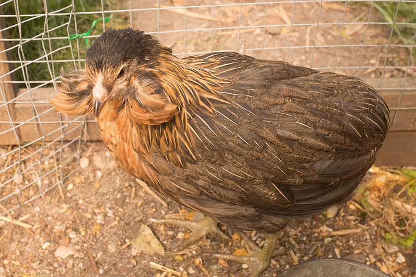 Gallina Araucana: caratteristiche e allevamento