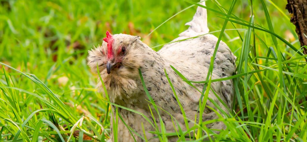 La Araucana: Caratteristiche e curiosità