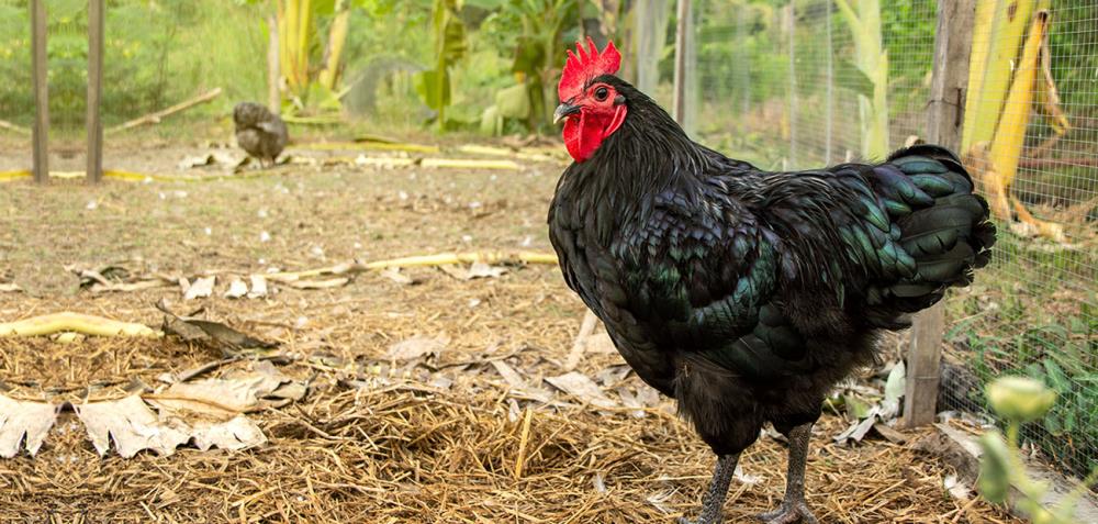 Galline Australorp: caratteristiche della razza e allevamento