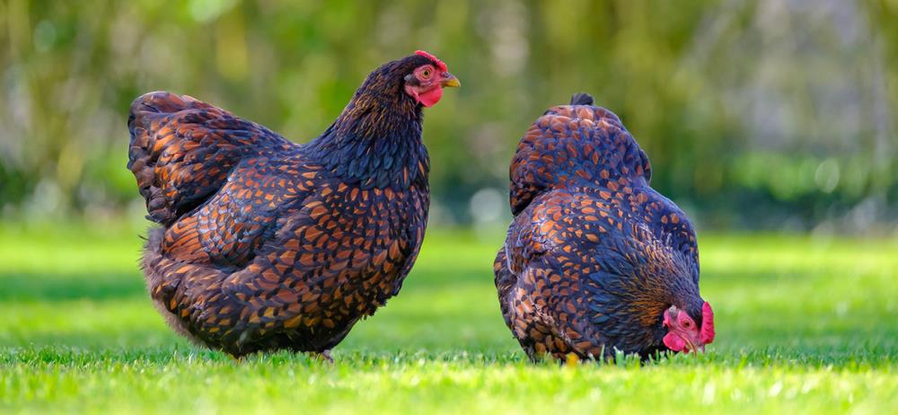 Barnevelder Huhn: Physische Eigenschaften und Ratschläge für die Zucht