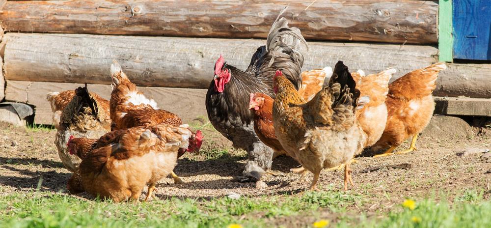 Gallina bionda piemontese: caratteristiche e allevamento