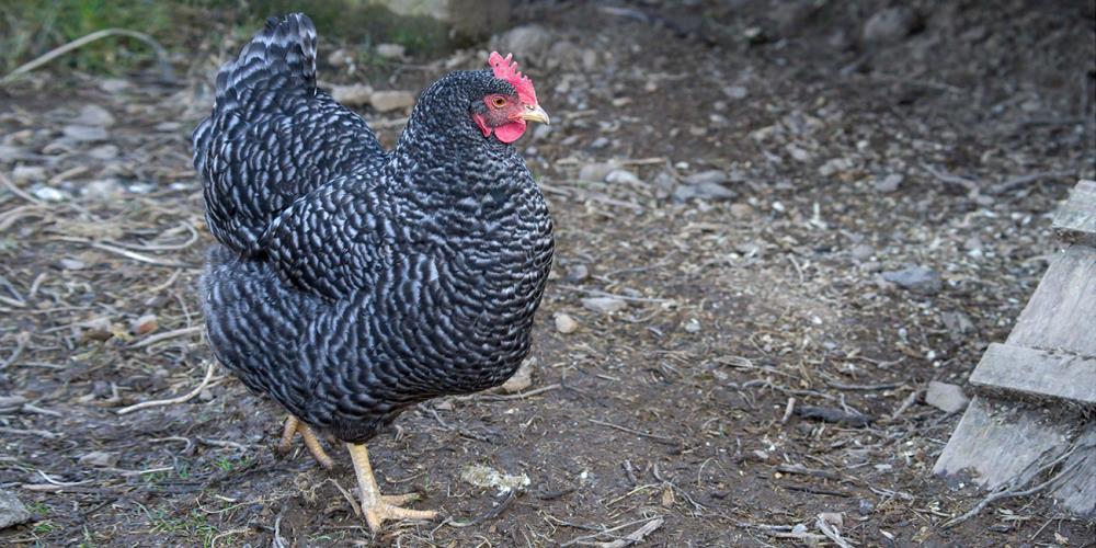 Gallina blu d'Olanda: caratteristiche e consigli per l'allevamento