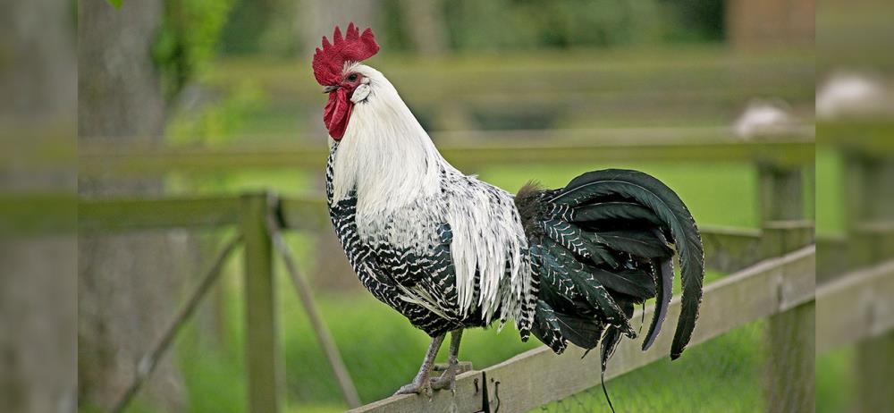 Gallina Braekel: caratteristiche e allevamento dell'ovaiola belga