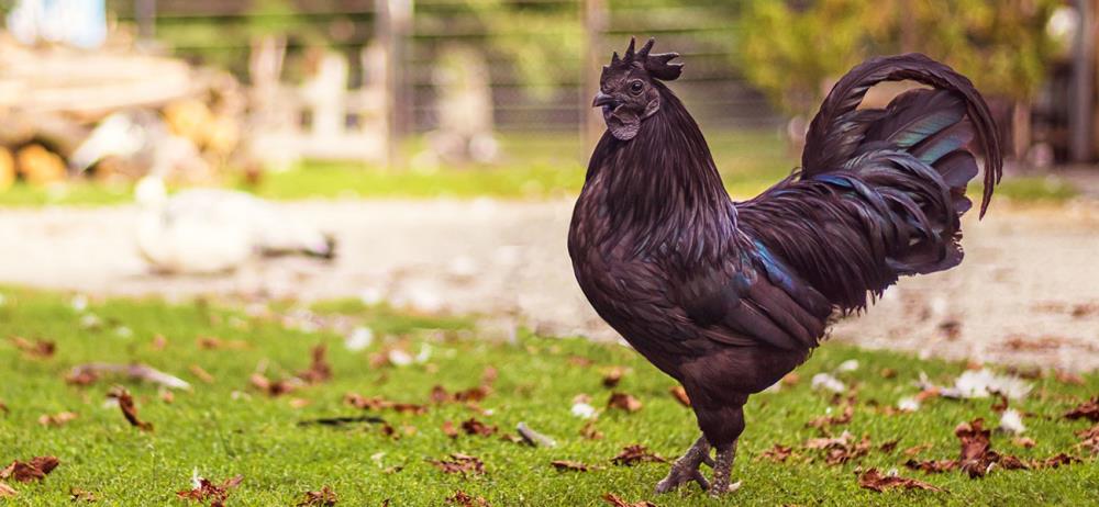 Wie man Cemani Hühner züchtet: Eigenschaften der schwarzen Henne