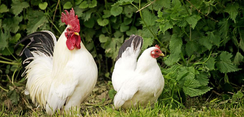 La Gallina Chabo o Nagasaki, allevamento e curiosità