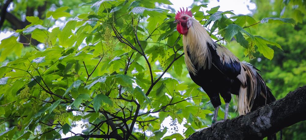 Gallina e gallo Onagadori: caratteristiche e allevamento