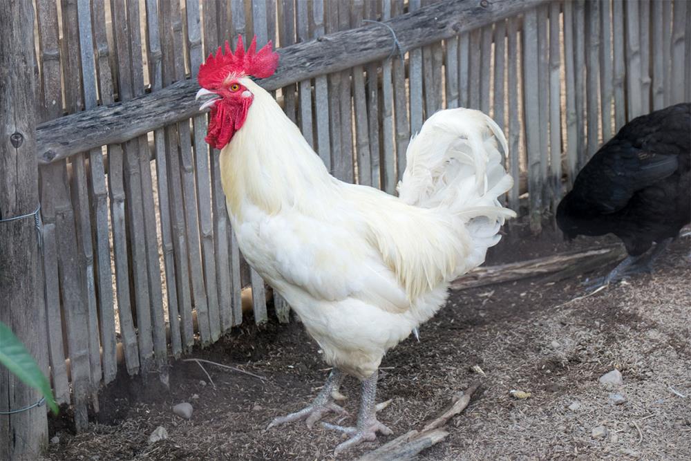 Gallina ermellinata di Rovigo: caratteristiche e allevamento