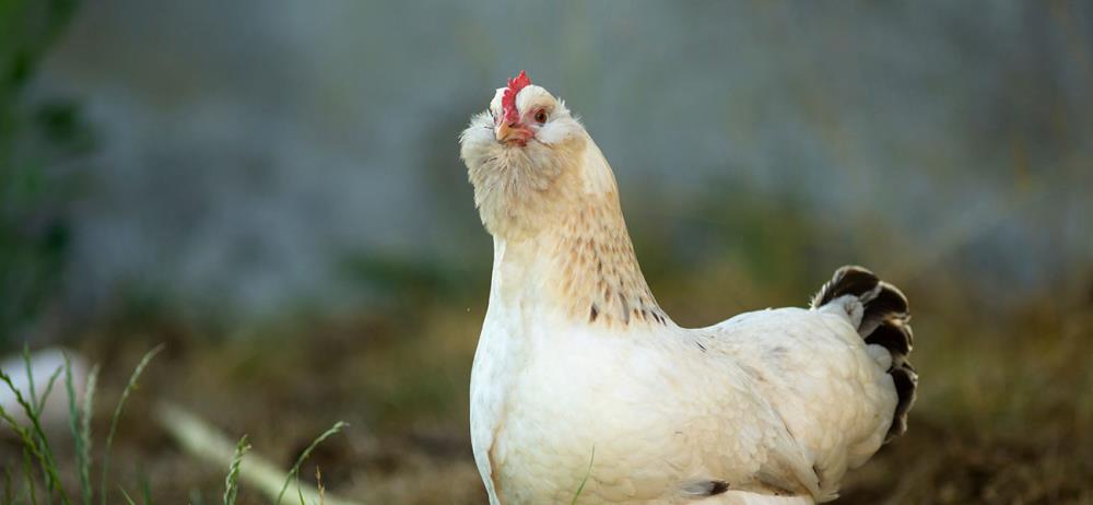 La Gallina Faverolles, allevamento e curiosità