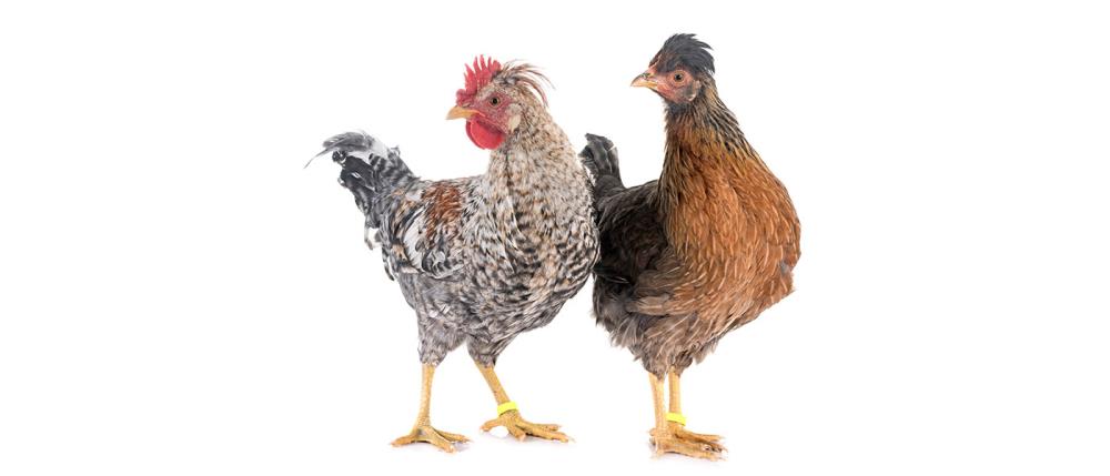 Gallina Legbar Crema: caratteristiche e allevamento