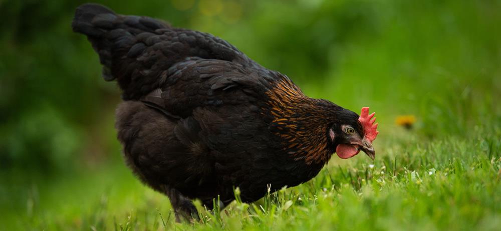 La Marans: Caratteristiche e curiosità