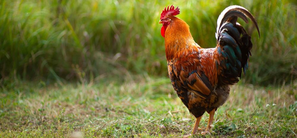 Gallina Mericanel della Brianza: caratteristiche e allevamento