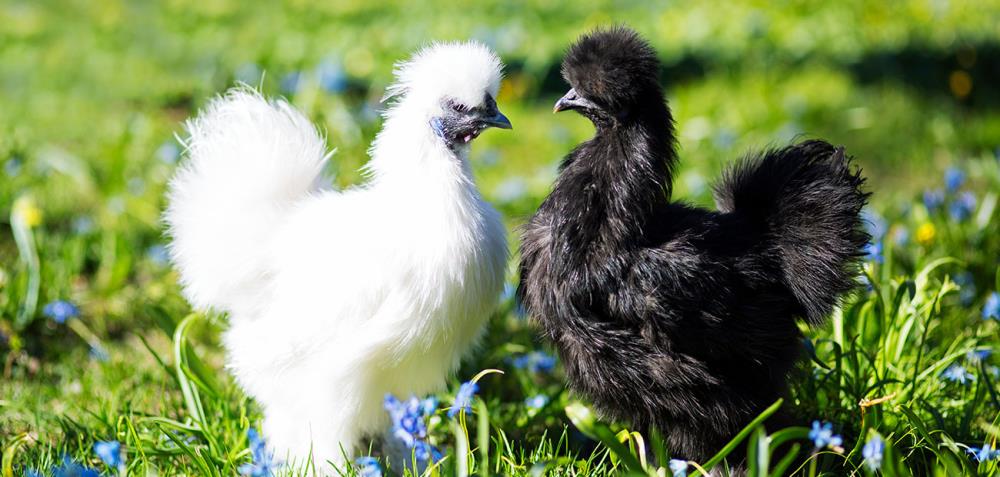 Come allevare galline Moroseta, i polli ornamentali dal piumaggio setoso