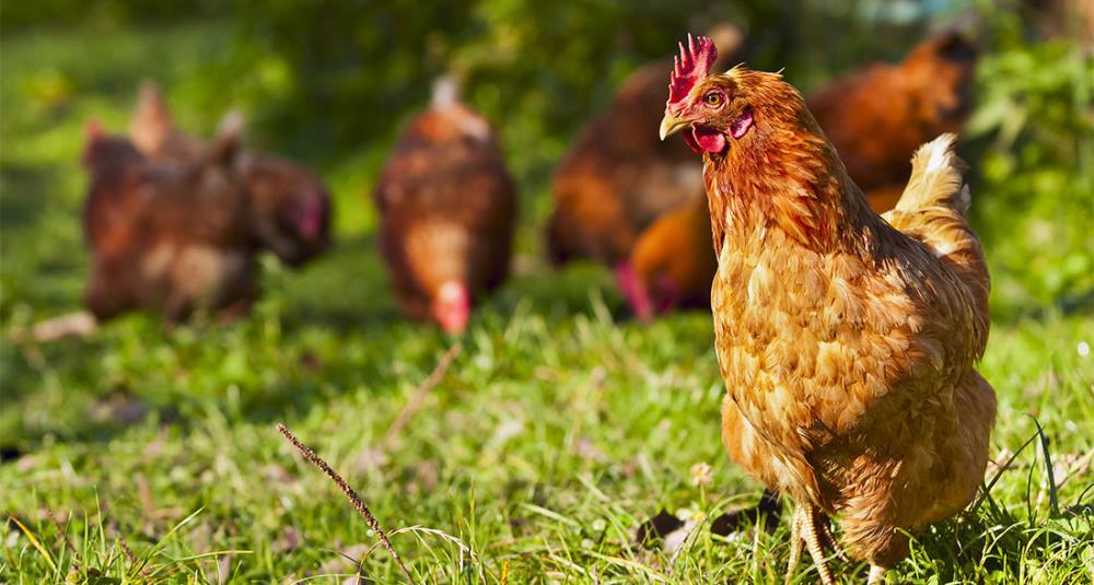 Gallina Mugellese: caratteristiche e allevamento della razza toscana