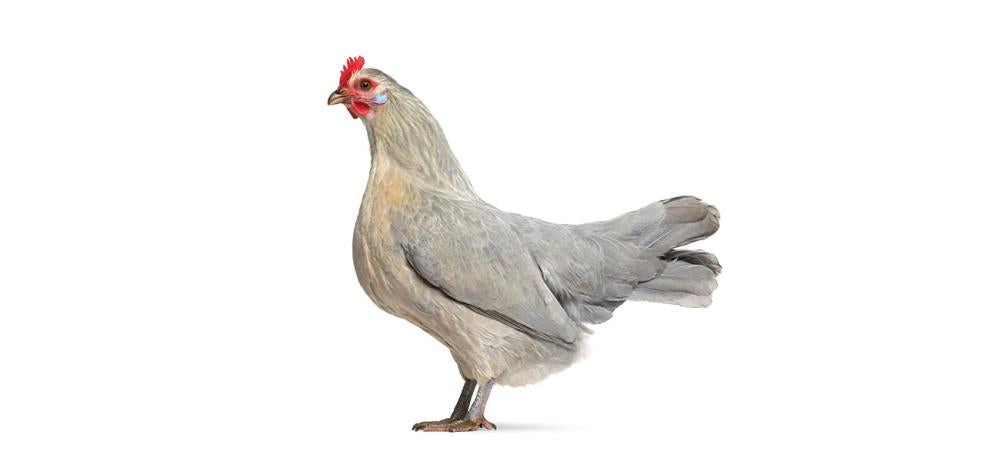 Gallina nana Bassette: la piccola ovaiola belga dal carattere vivace