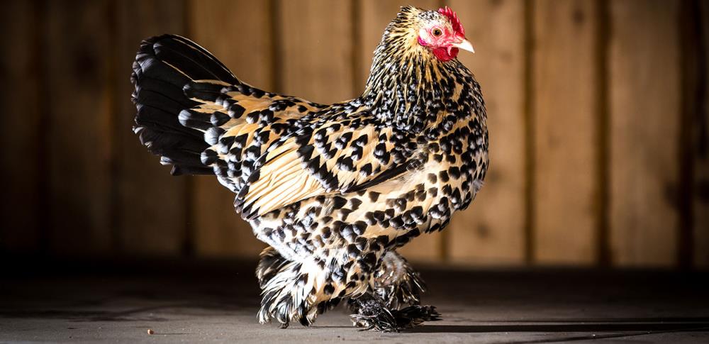 La gallina Nana Calzata: caratteristiche e curiosità di questa splendida razza