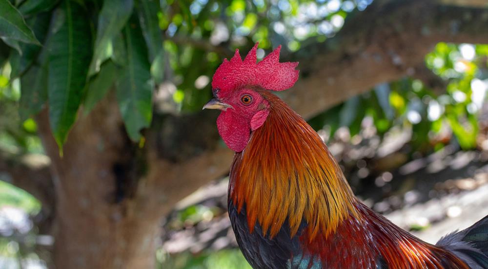 Gallina Olandese Nana: caratteristiche, allevamento e curiosità