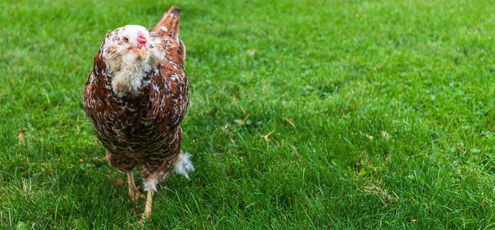 Gallina Orloff: caratteristiche e allevamento