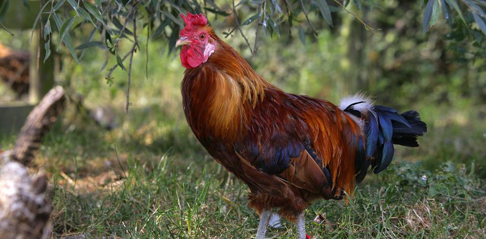 Caratteristiche e curiosità della gallina di razza siciliana