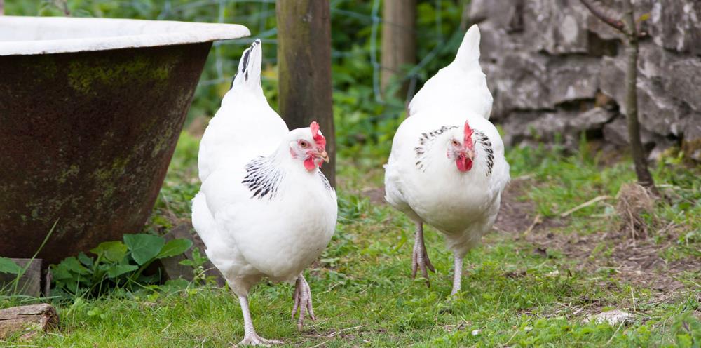 Gallina Sussex: l’ovaiola da record docile e amichevole