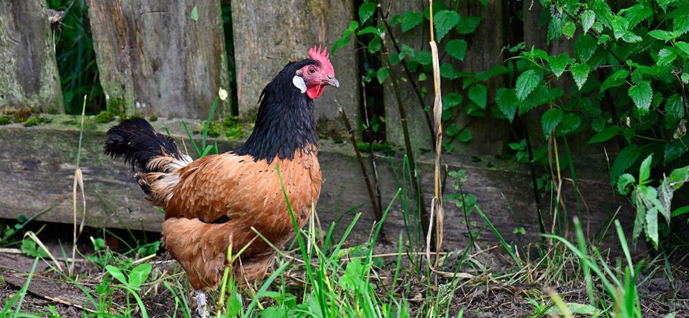 Gallina Vorwerk: come allevare l'ovaiola tedesca dalla mantellina nera!