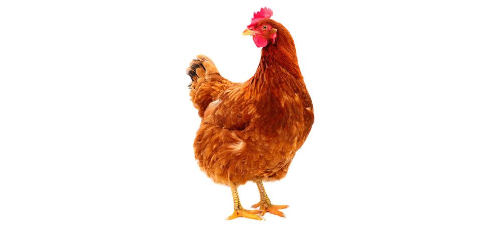 Gallina Welsum: l'ovaiola olandese dalle uova marrone scuro