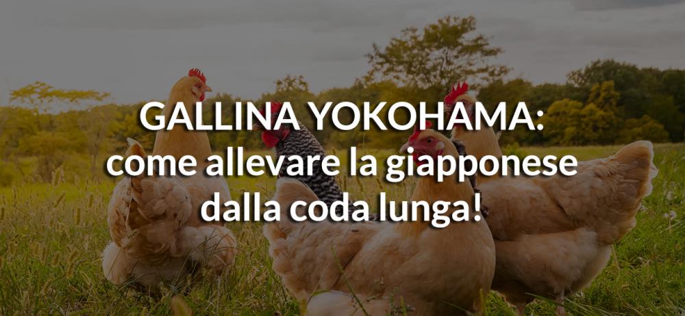 Gallina Yokohama: come allevare la giapponese dalla coda lunga!