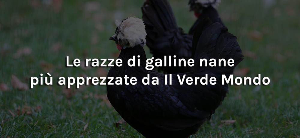 Le razze di galline nane più apprezzate da Il Verde Mondo