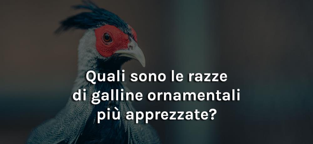 Quali sono le razze di galline ornamentali più apprezzate?