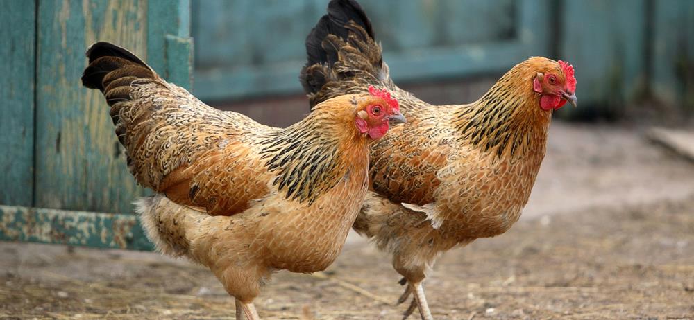 Galline ovaiole e cicli di produzione delle uova. Obiettivo: uova fresche e naturali!