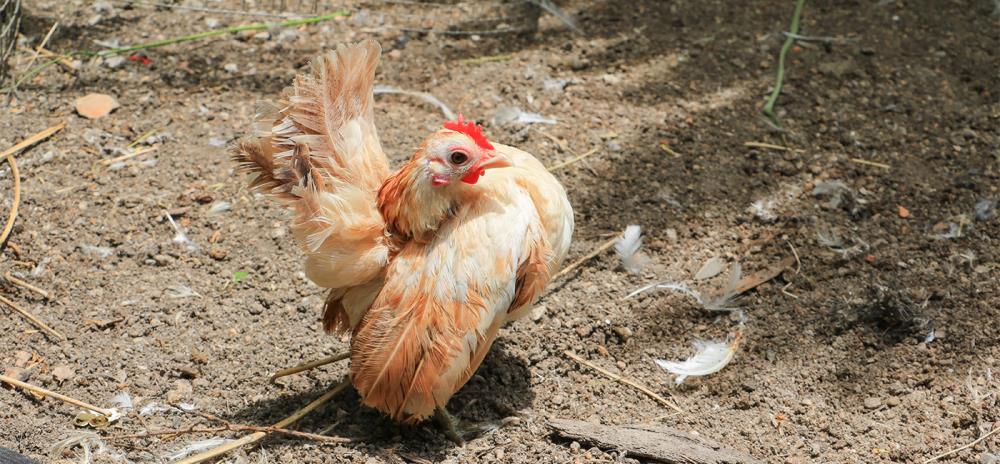 Galline Serama: caratteristiche e allevamento