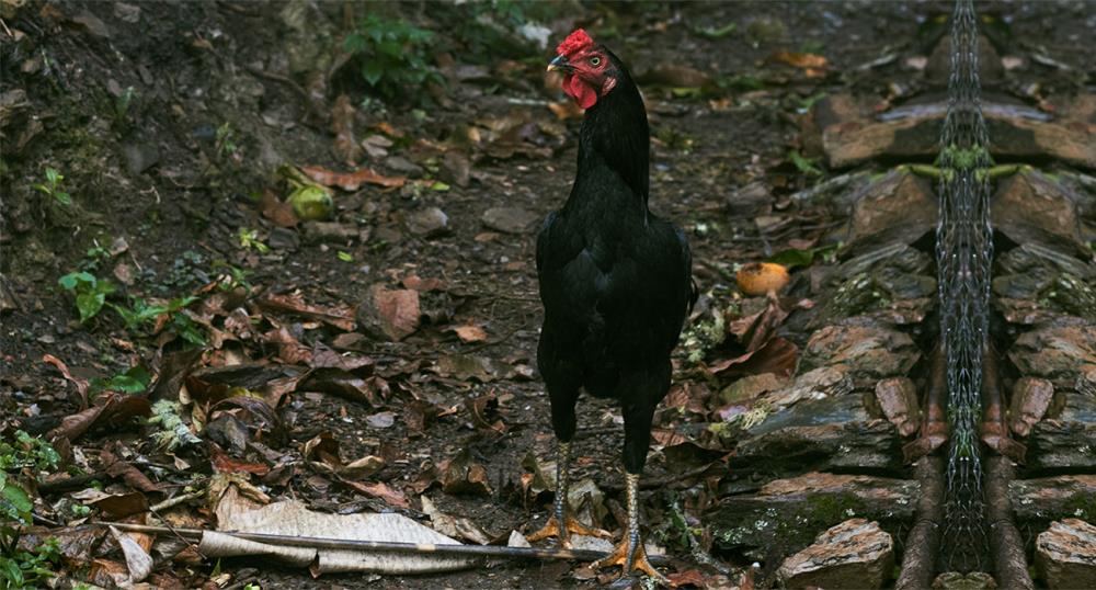 Gallo Shamo: caratteristiche e curiosità sul gallo da combattimento giapponese