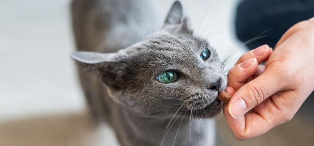 Gatto Blu di Russia: carattere, alimentazione e cure