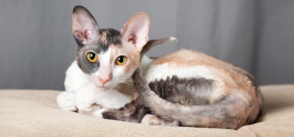 Gatto Cornish Rex: caratteristiche, cure e alimentazione