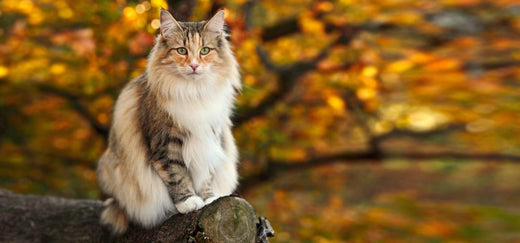 Gatto delle Foreste Norvegesi: carattere, salute, alimentazione