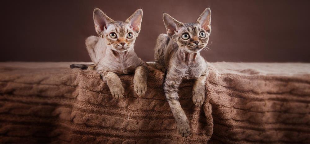 Gatto Devon Rex: carattere, alimentazione e cura