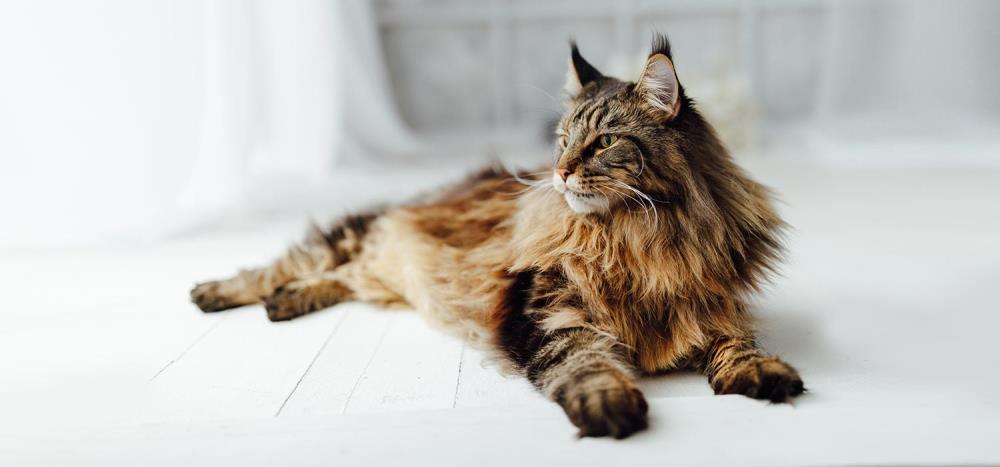 Gatto Maine Coon: caratteristiche, alimentazione, salute