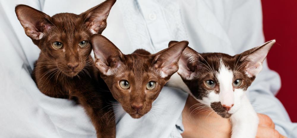 Gatto Oriental Shorthair: carattere, salute e alimentazione