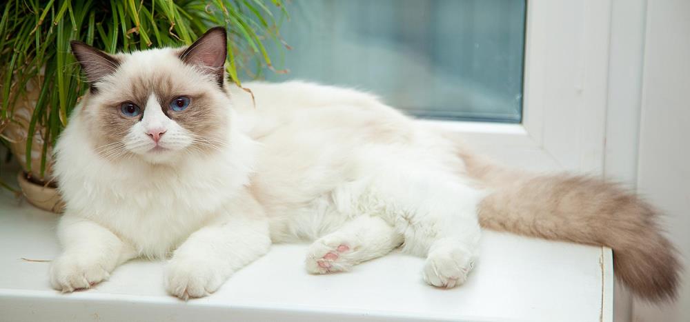 Gatto Ragdoll: caratteristiche, salute e alimentazione