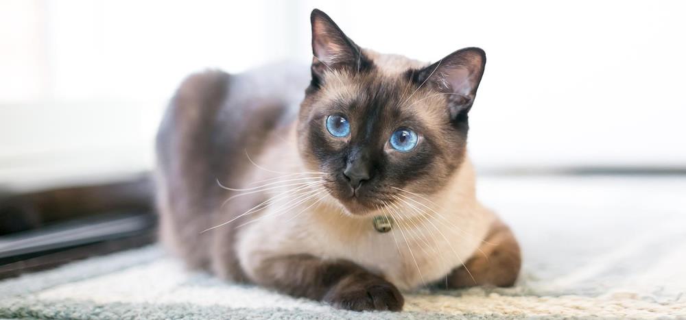 Gatto Siamese: caratteristiche, alimentazione, salute