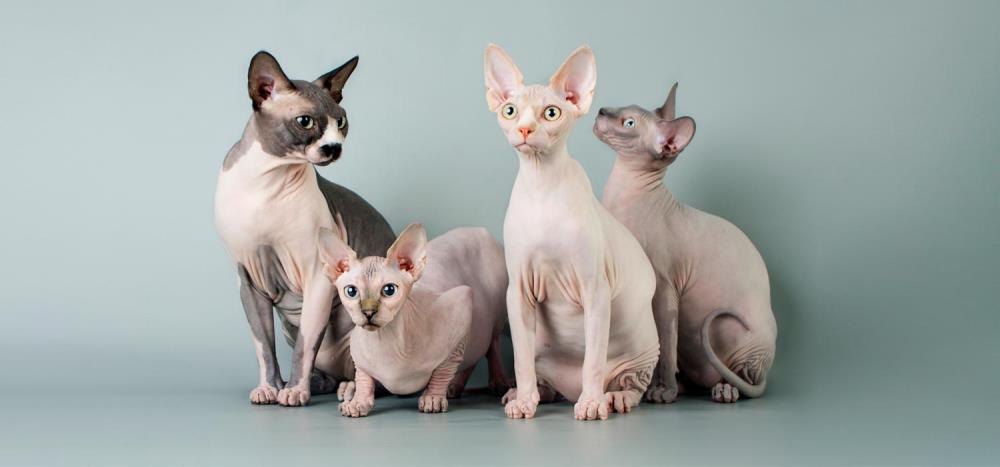 Gatto Sphynx: caratteristiche, cura e alimentazione