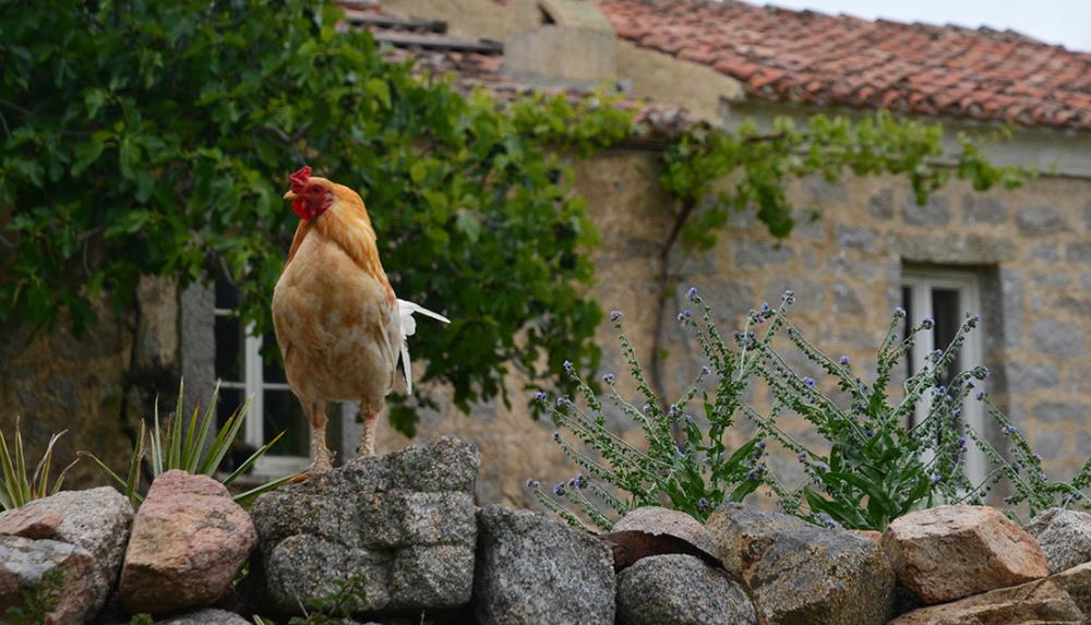 Come gestire al meglio gli allevamenti avicoli negli agriturismi