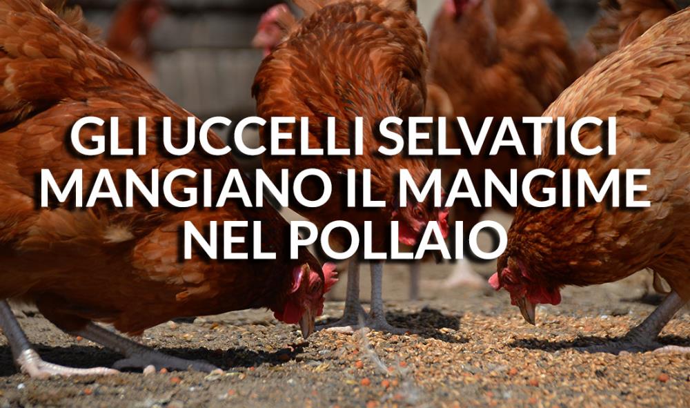 Problema: Gli uccelli selvatici mangiano il mangime nel pollaio